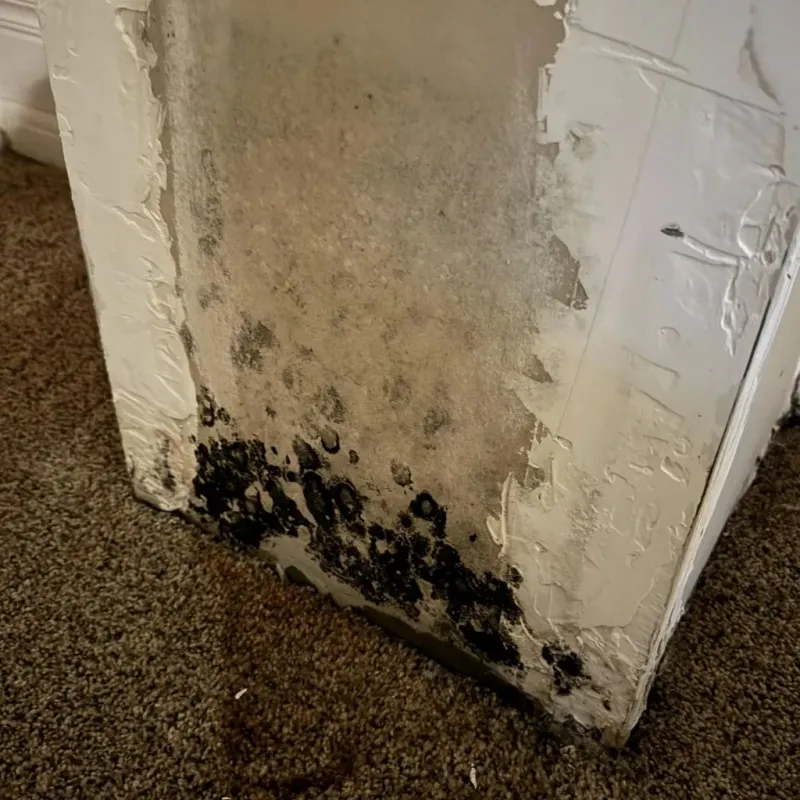 Professional Mold Removal in Yates Center, KS
